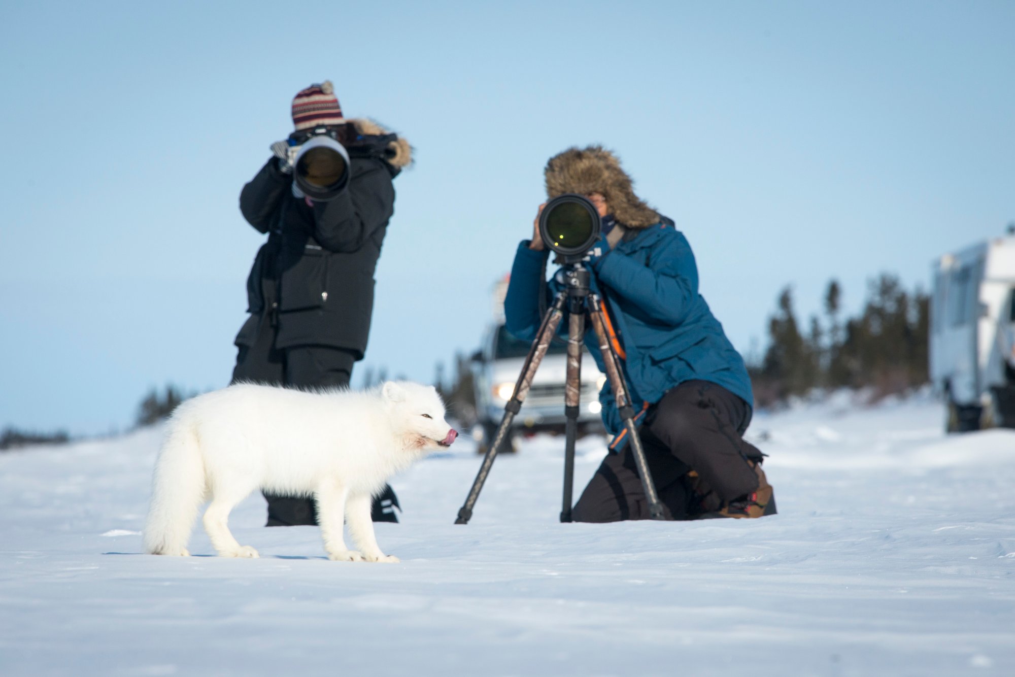 An arctic fox is pictured in the foreground with two photographers in winter gear positioned behind capturing a photo of the fox.