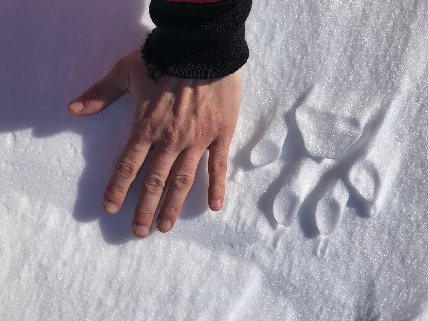 0037Francoise Gervais-2