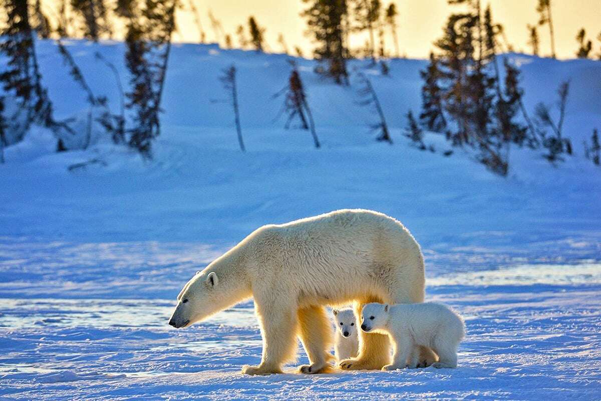 A polar bear mother with two cubs peering from between her hind legs