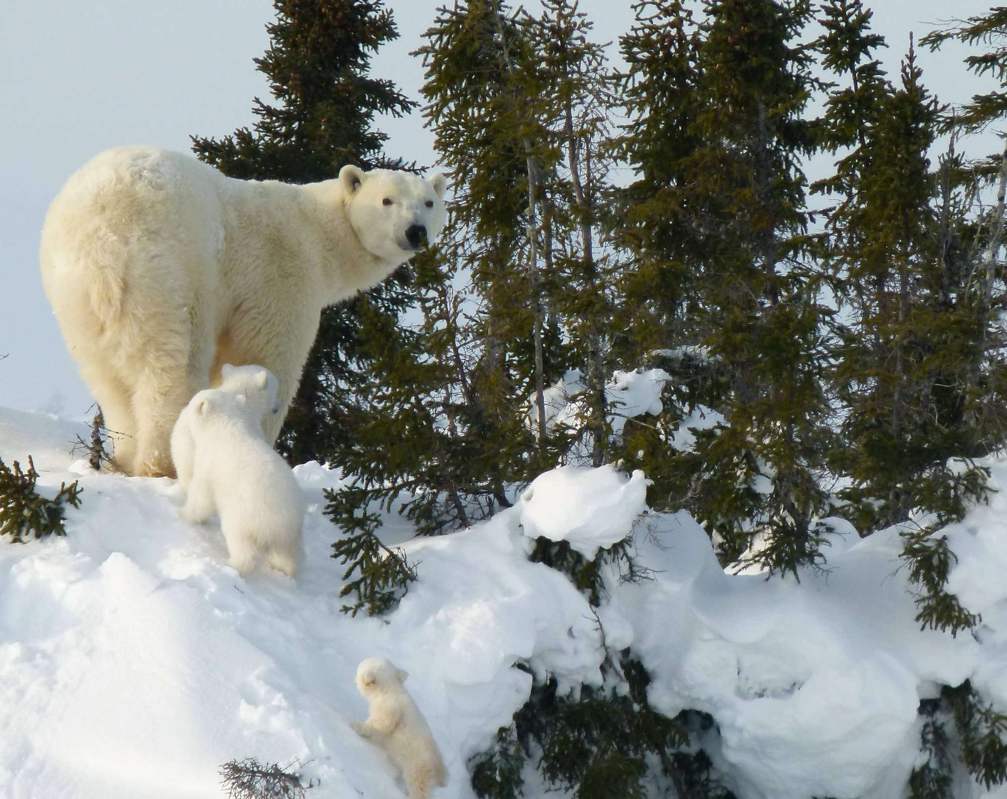 A polar bear mother with three small cubs climbing a small mound of snows and sparse trees by LYNETTE REID