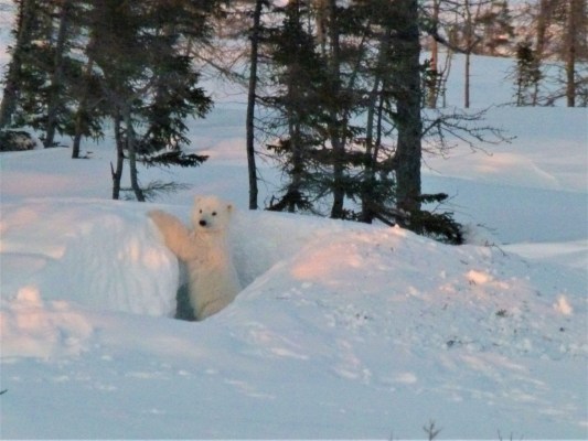 A lone polar bear cub peaking out of a snow den with warm evening light through sparse trees by LYNETTE-REID