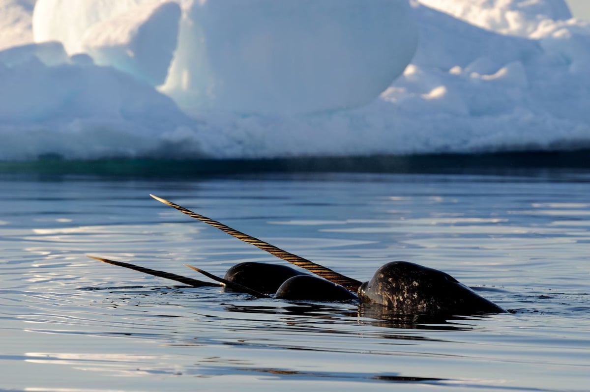 ARCTIC_KINGDOM_Narwhal_Eric_Baccega_ERB5929-4