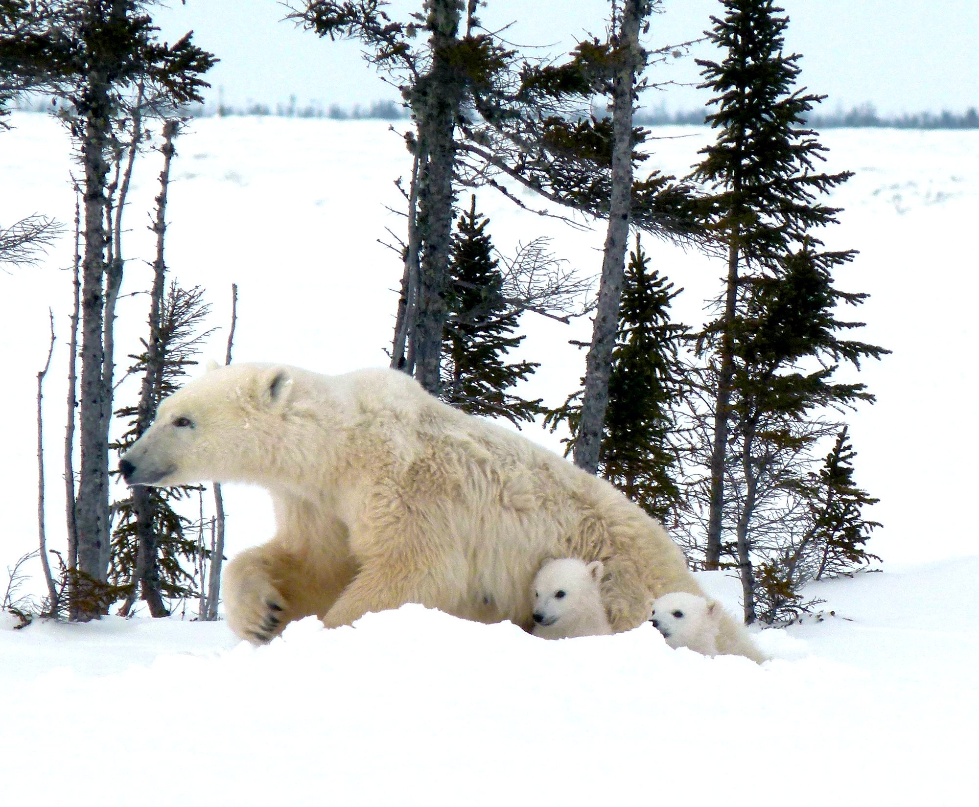 A polar bear mother and two cubs emerging from a snowy hill with sparse trees in behind them by Lynette Reid