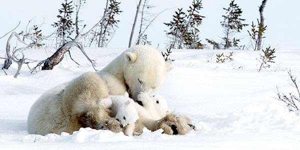 A mother holds her two cubs in her front legs and appears to be cleaning her restless cubs
