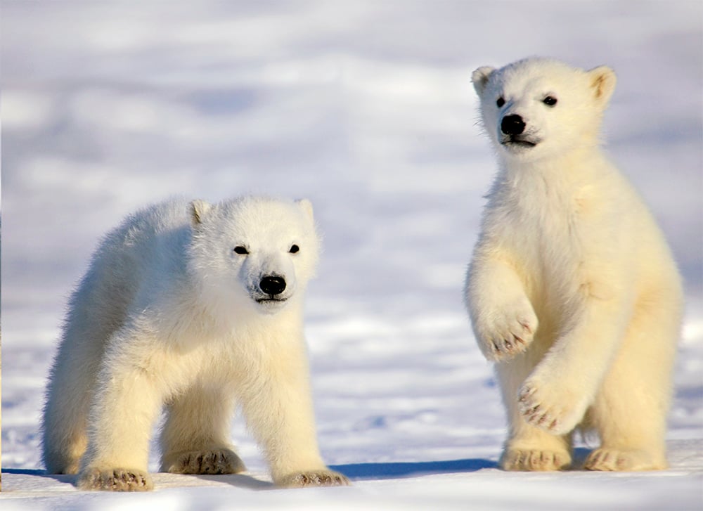 Polar Bear Lodge_by Michelle Valberg _MV83473 - sm