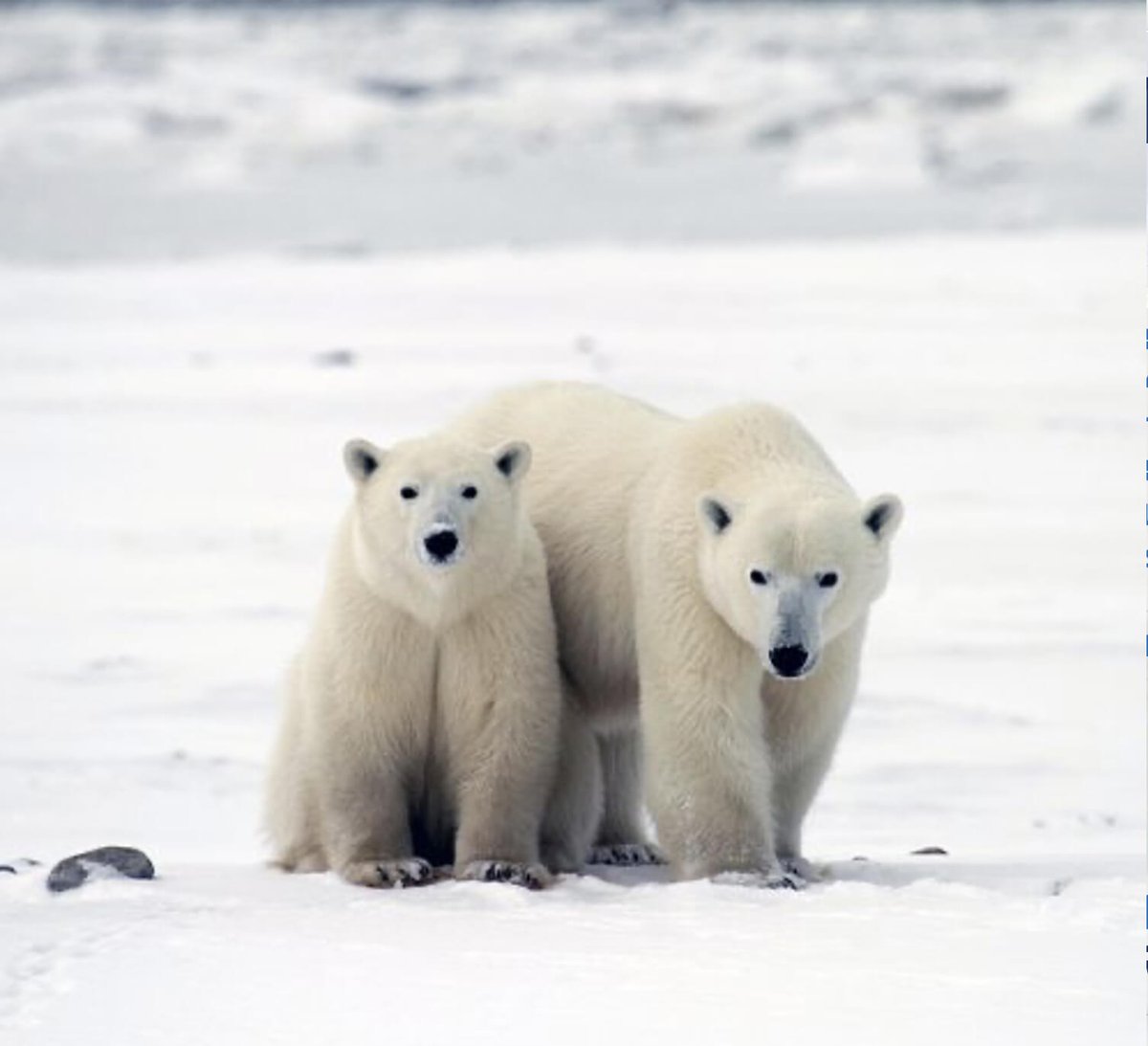 polar-bear-migration-fly-in-safari-by-arctic-kingdom15