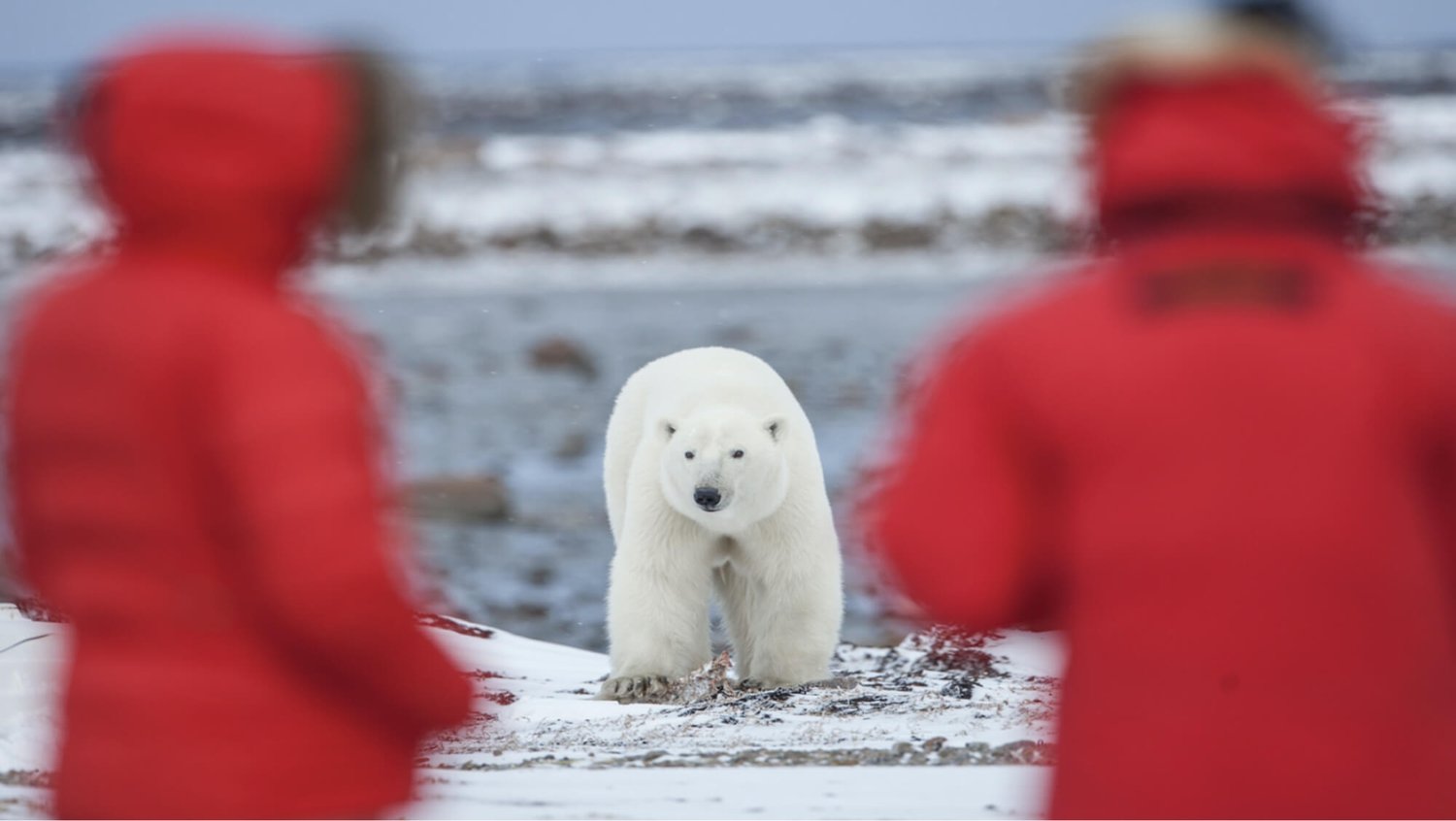 polar-bear-migration-fly-in-safari-by-arctic-kingdom3
