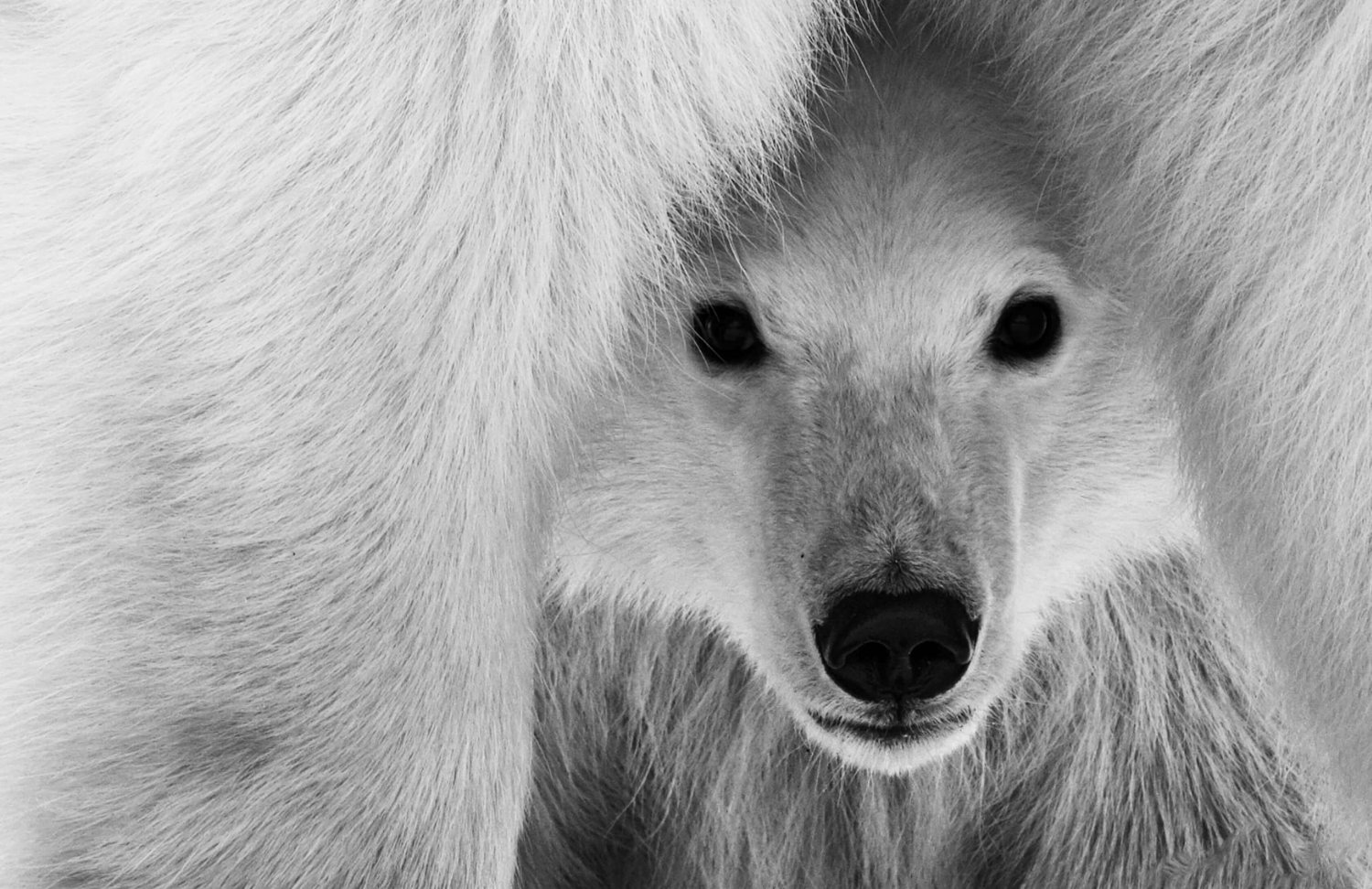 polar-bear-migration-fly-in-safary-by-arctic-kingdom