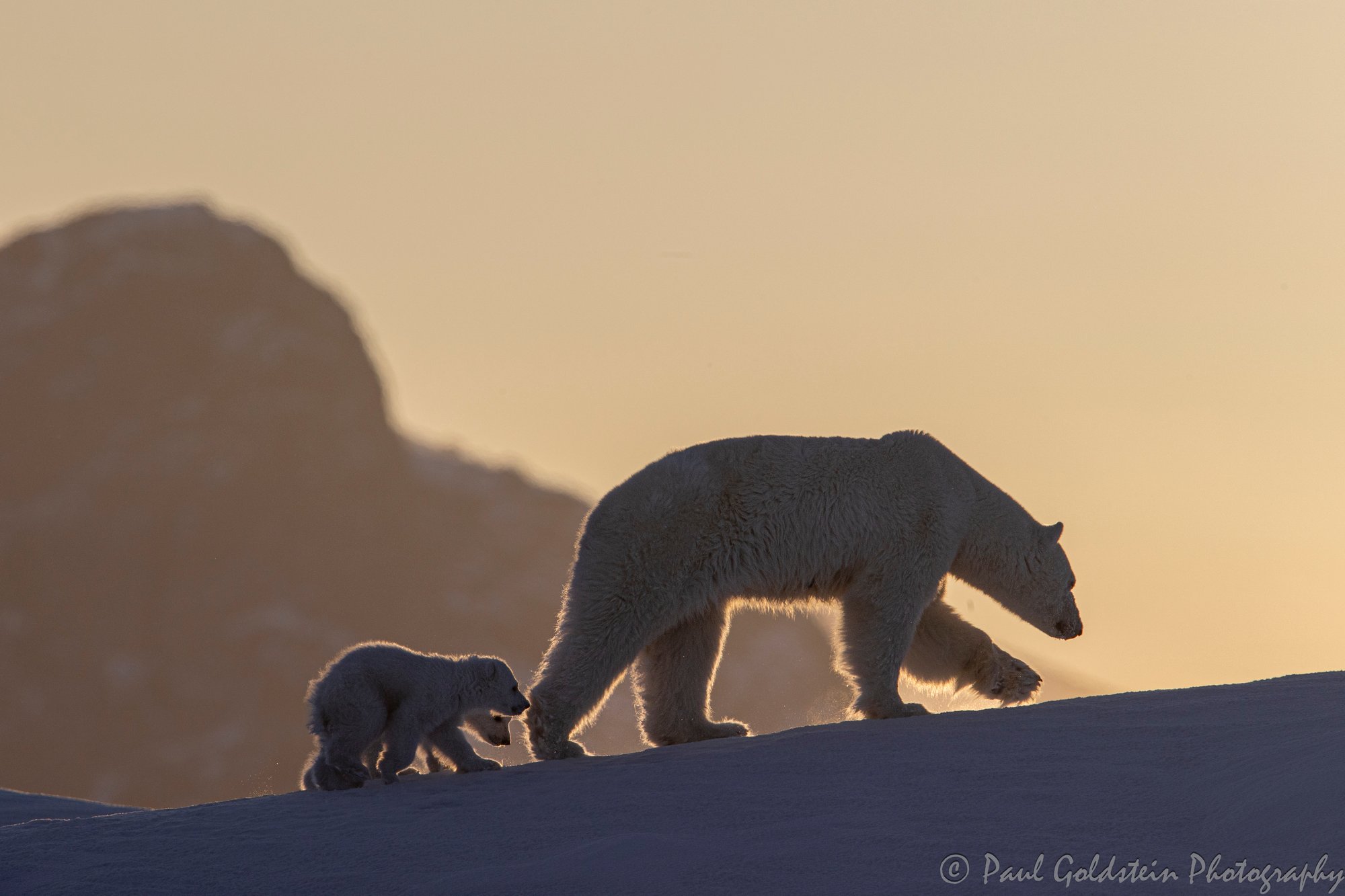 Spring Polar Bears & Icebergs - T 10 - Paul Goldstein -  Arctic Kingdom - Polar Bears - Arctic Wildlife22