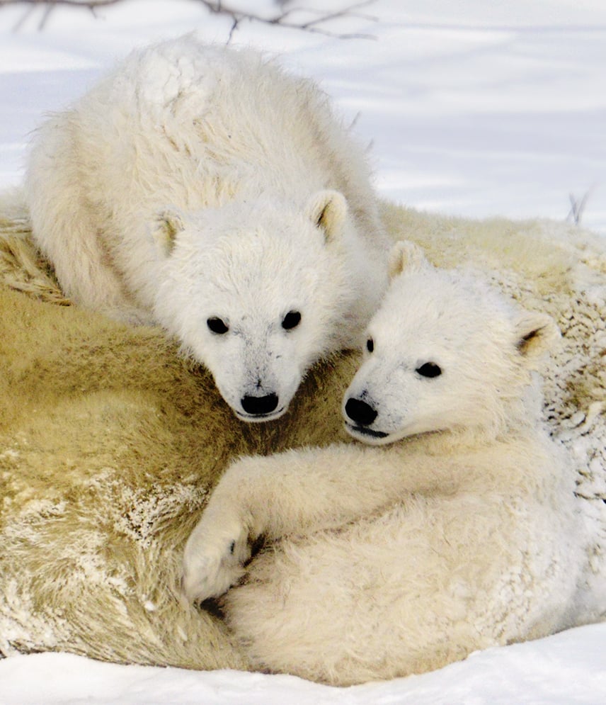A close up of two cubs on top of their mother by Michelle Valberg