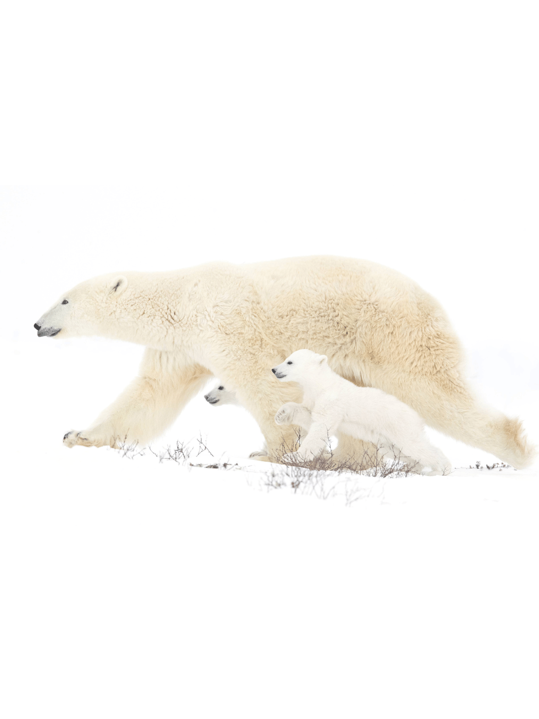 Polar bear mother and two cubs walking together by Jenny Lutzhoff