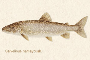 lake-trout