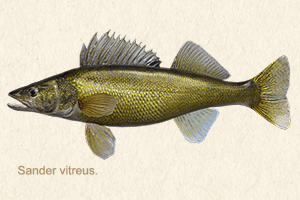 walleye-pickerel