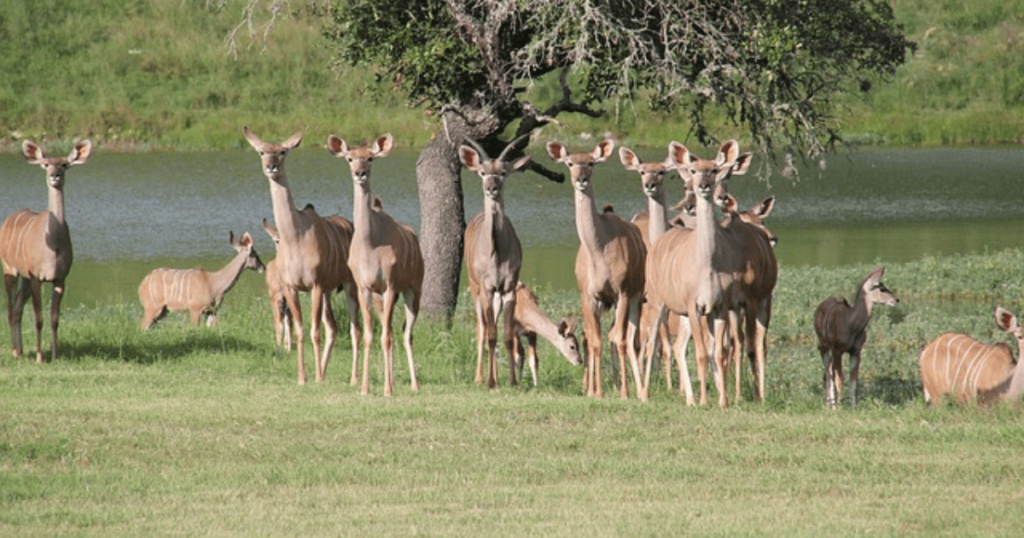 affordable family vacations in texas
