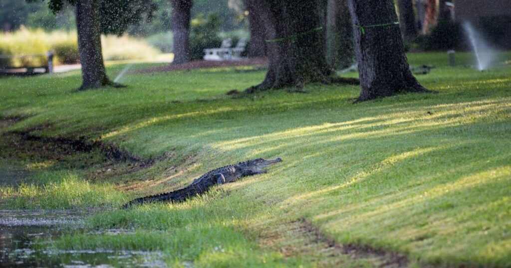 Family Vacations in South Carolina